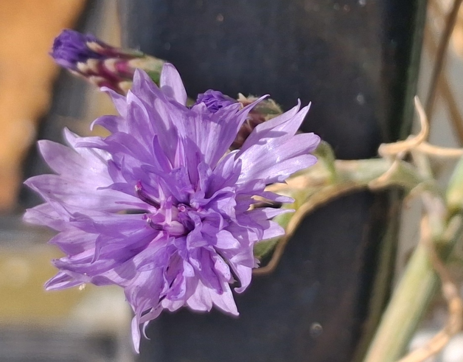 cornflower