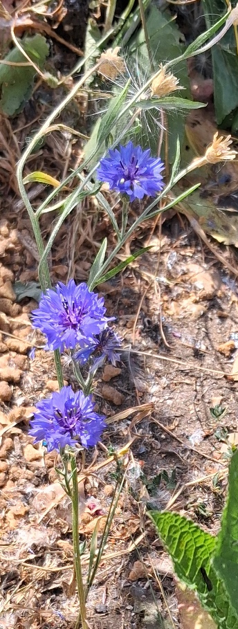 cornflower