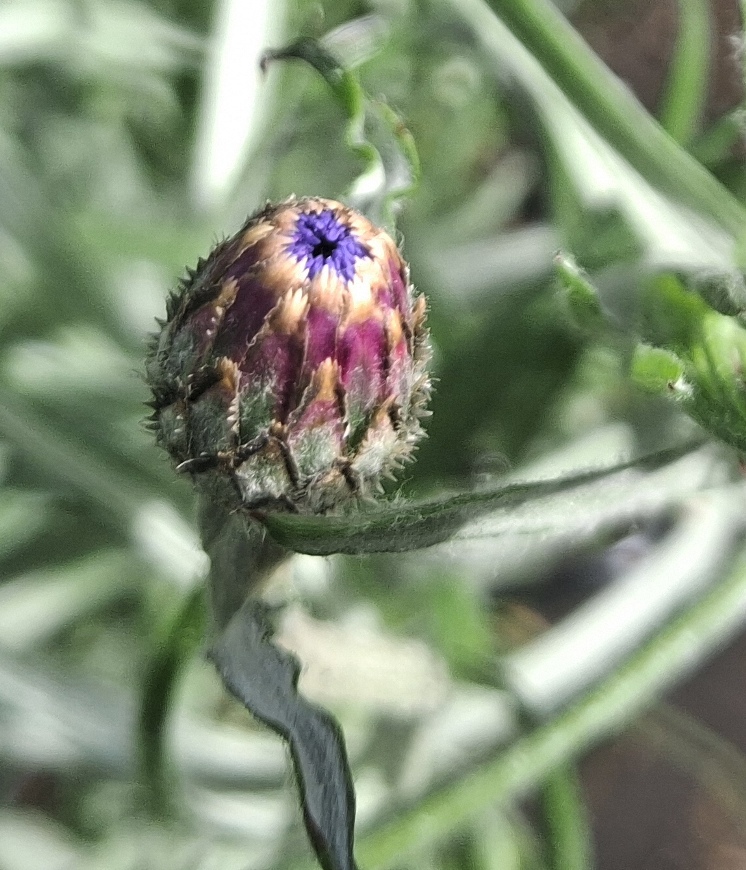 cornflower bud