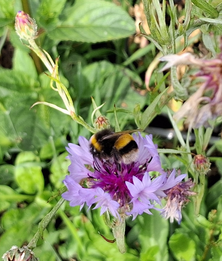 cornflower bee