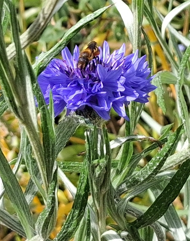 cornflower with bee