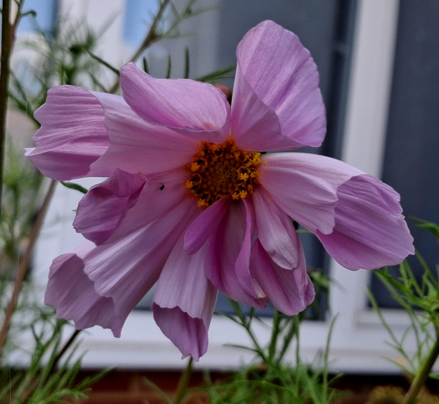 cosmos