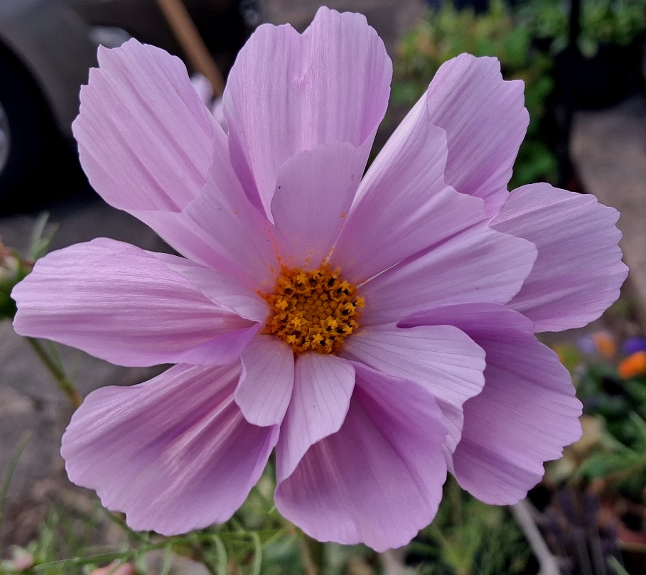 cosmos