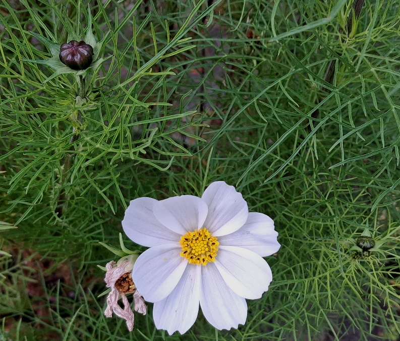 cosmos