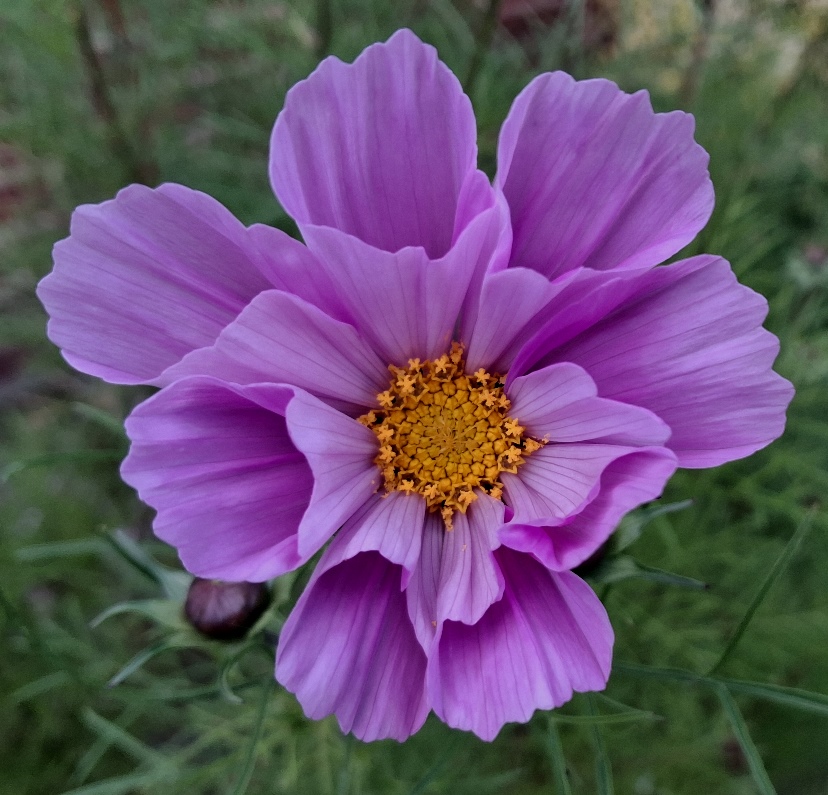 cosmos