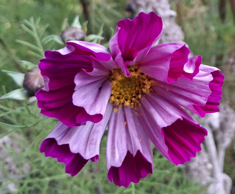 cosmos