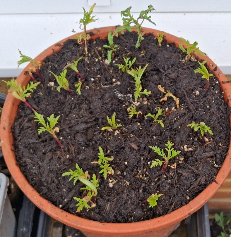 cosmos cosmic orange seedlings