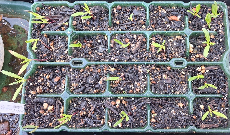 cosmic orange cosmos seedlings