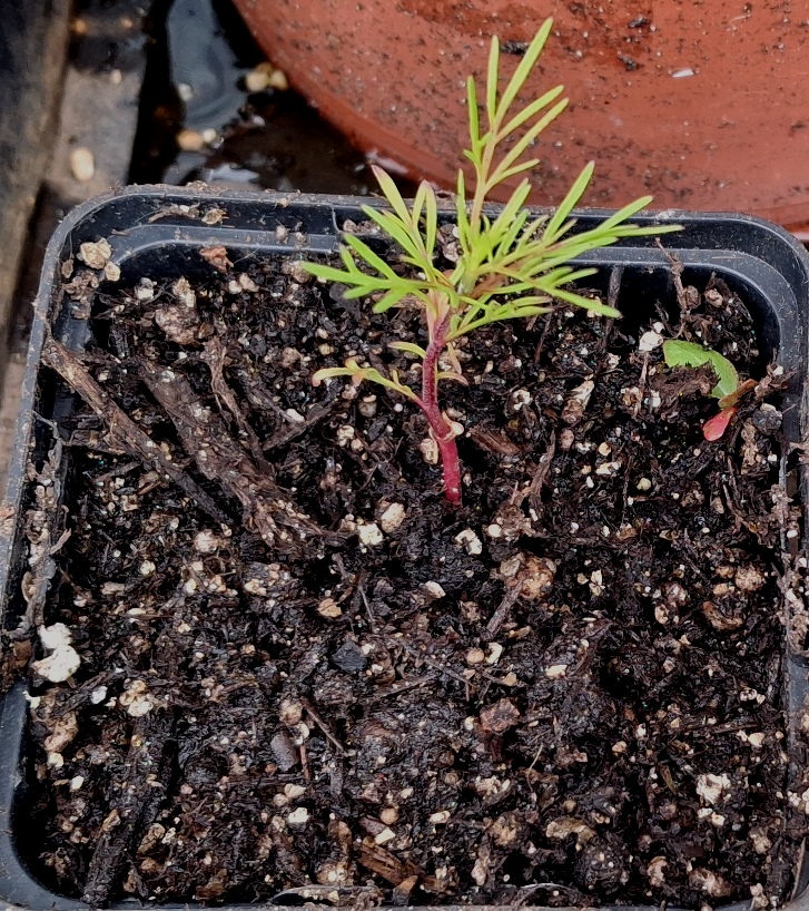 cosmos pied piper red