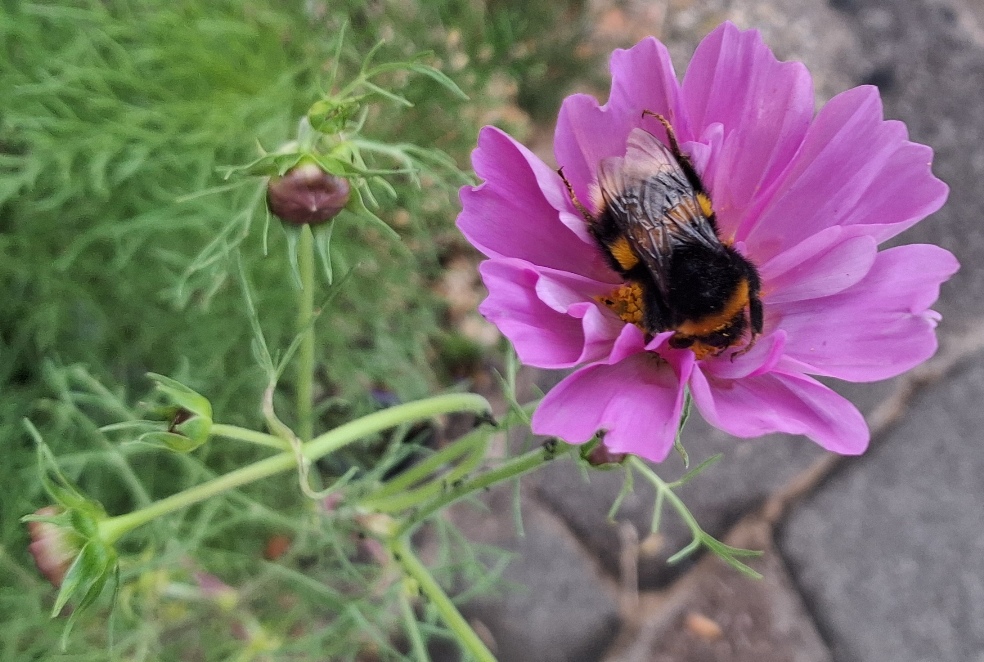 cosmos with bee