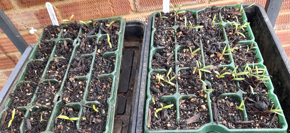 cosmos seedlings