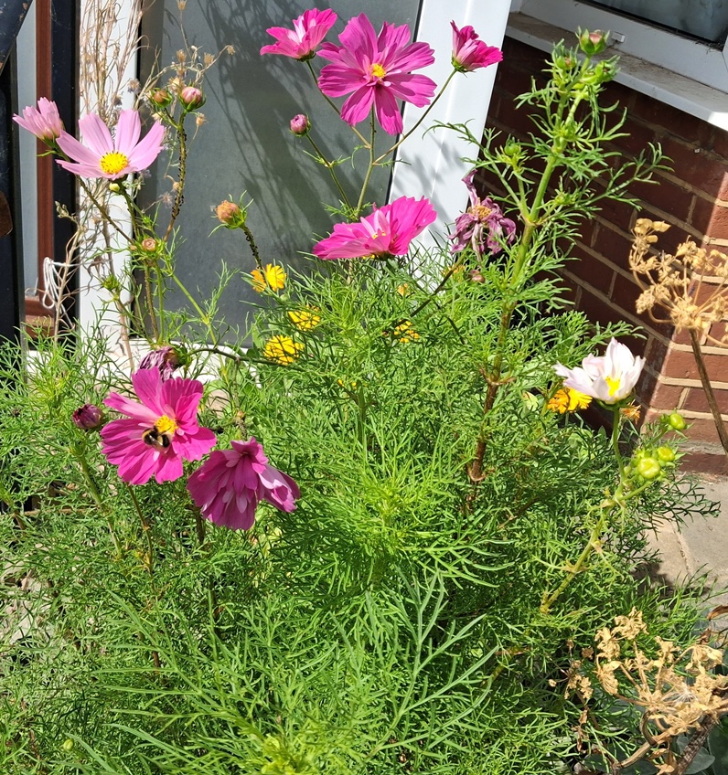 cosmos