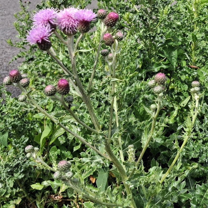 creeping thistle