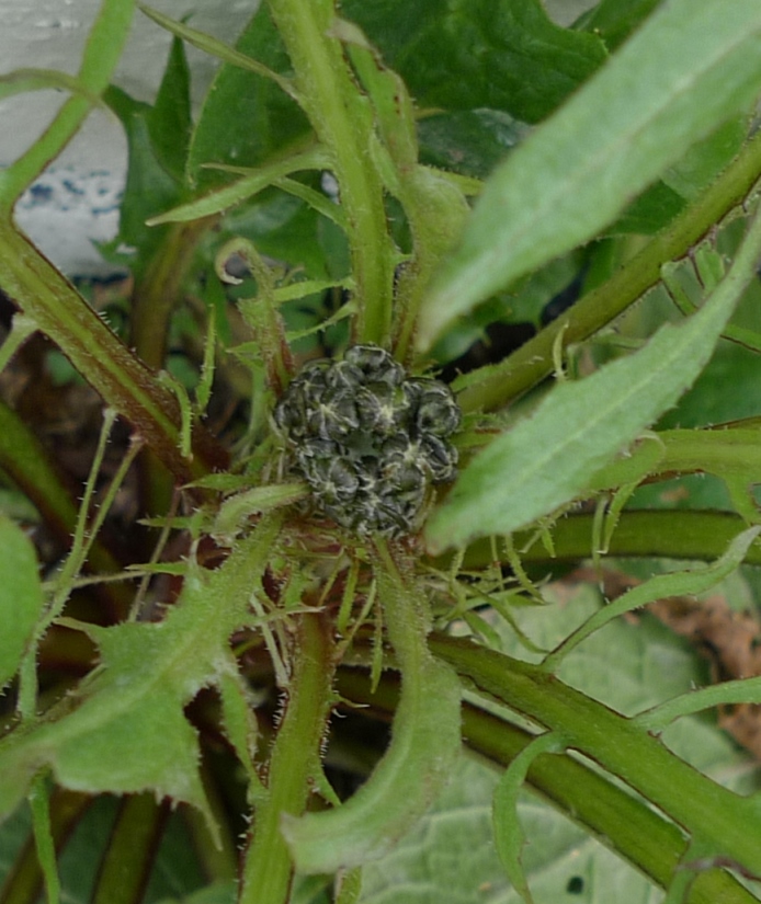 crepis vesicaria buds