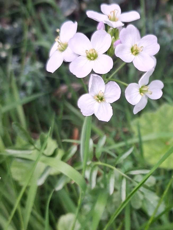 cuckoo flower cardamine pratensis
