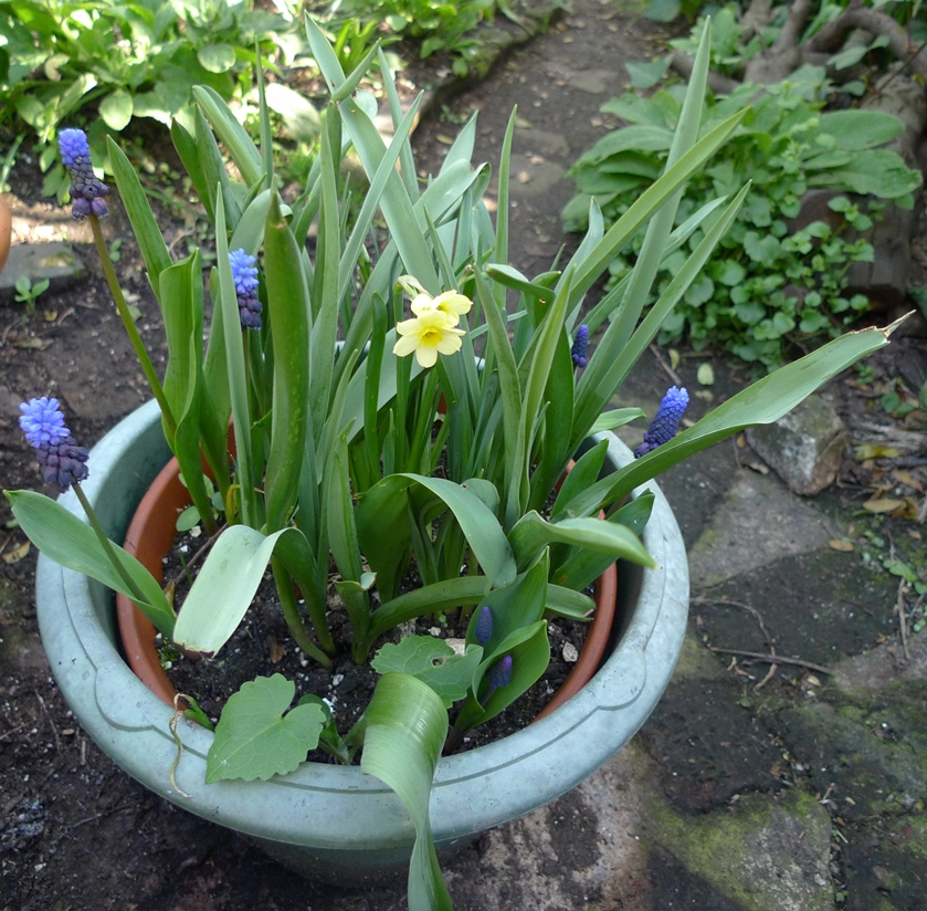 daffodils and muscari