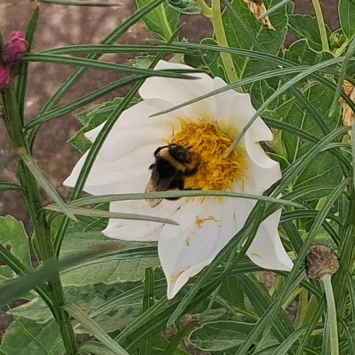 dahlia with bee