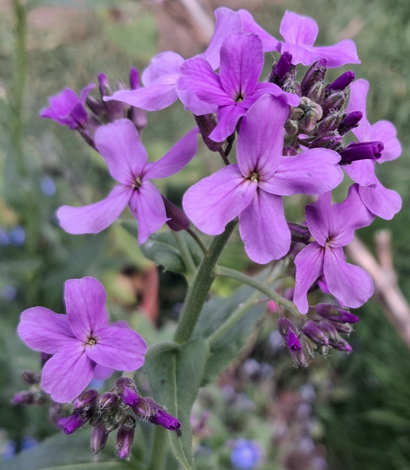 dames violet hesperis matronalis