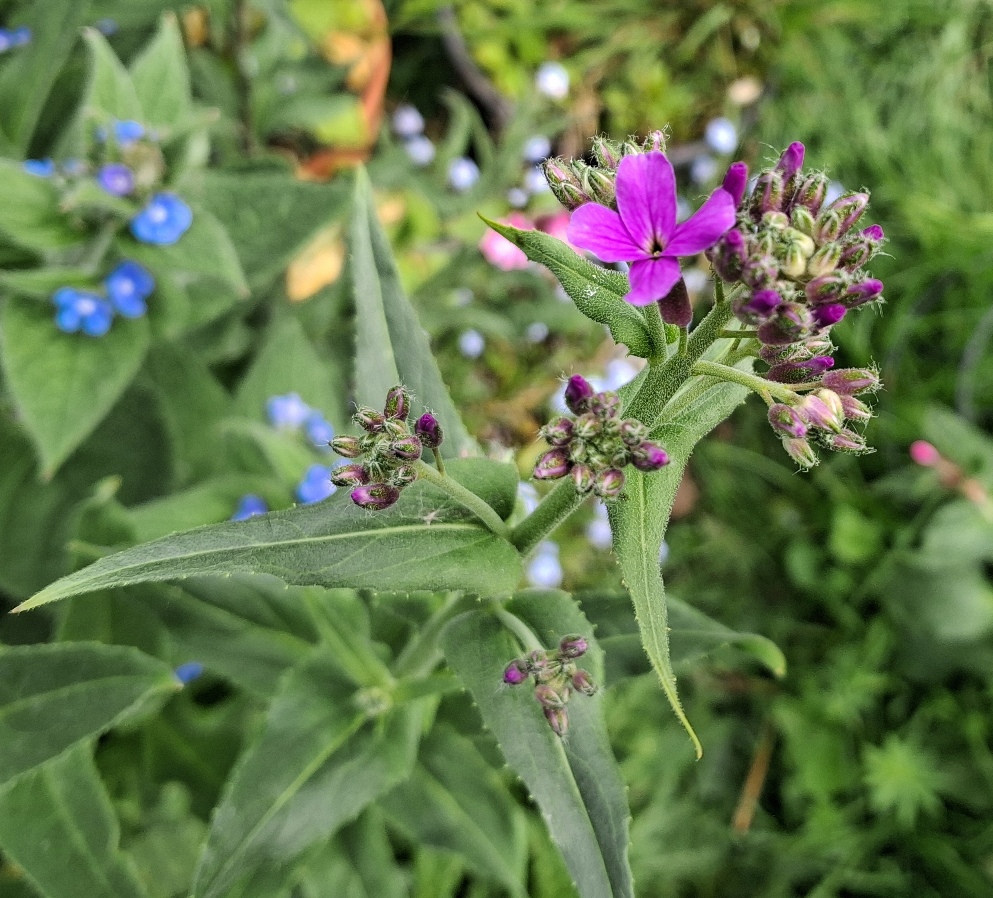dame's violet hesperis matronalis