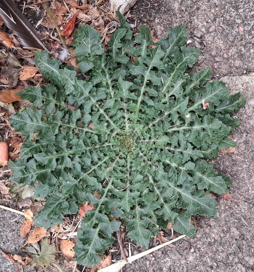 dandelion