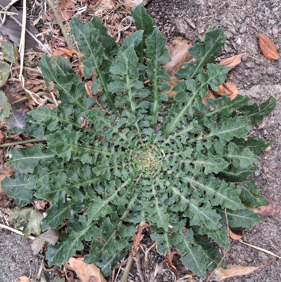 dandelion