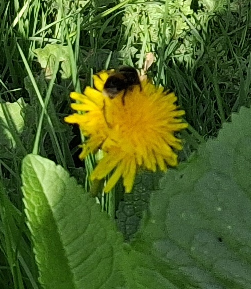 dandelion bee