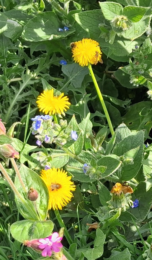 dandelions hoverflies