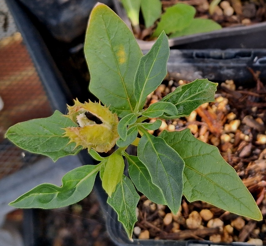 datura stramonium