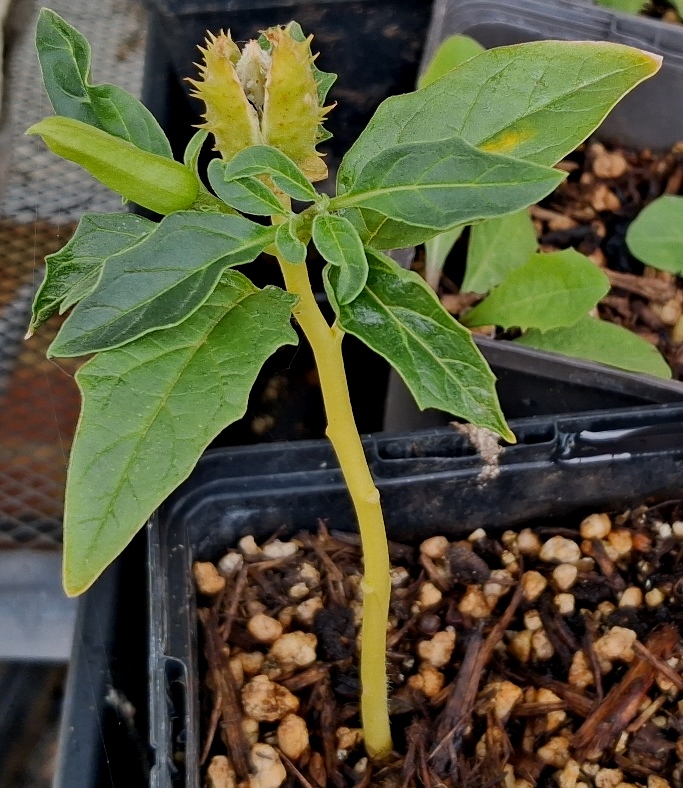 datura stramonium