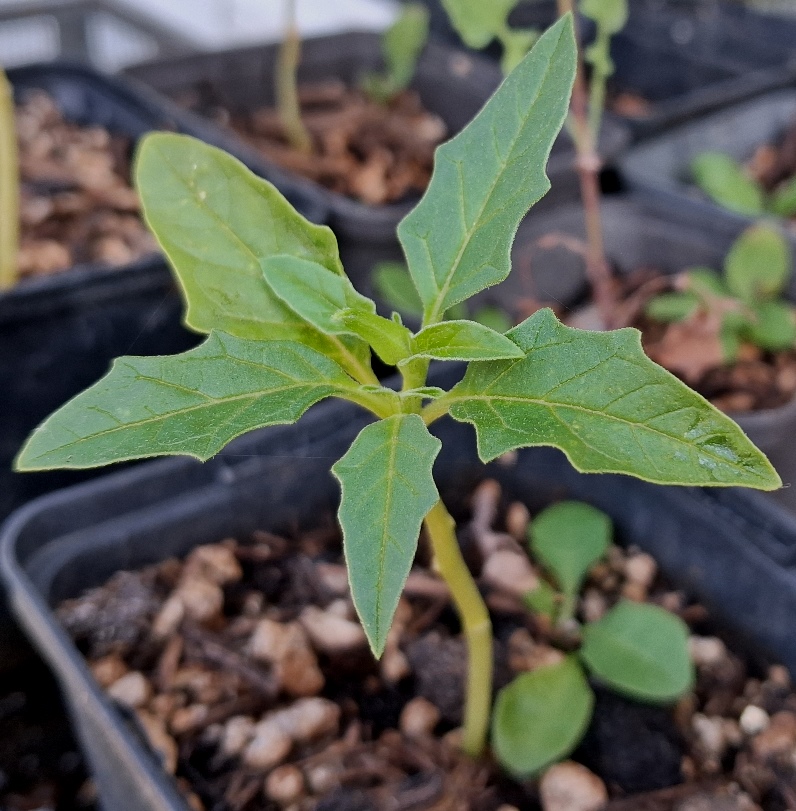 datura stramonium