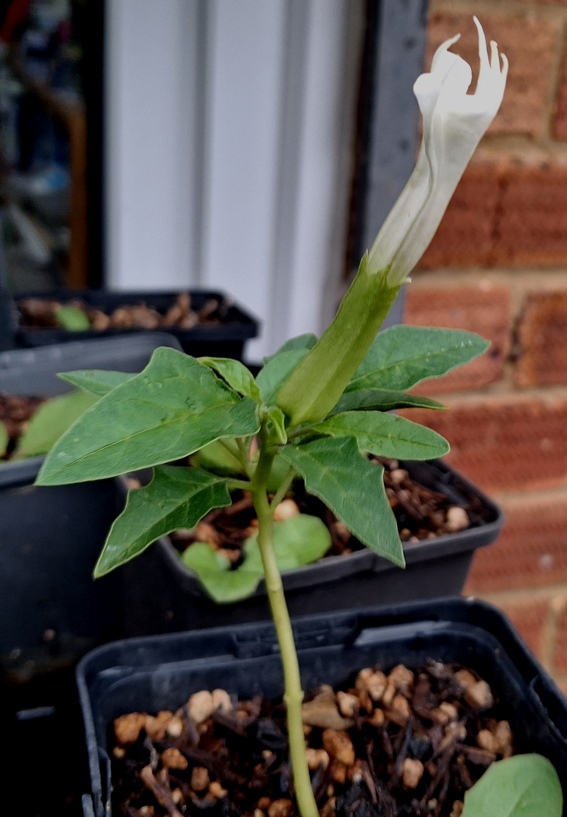 datura stramonium