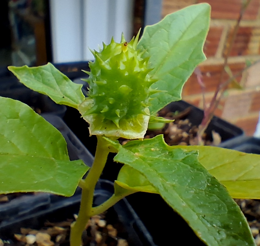datura stramonium seed pod