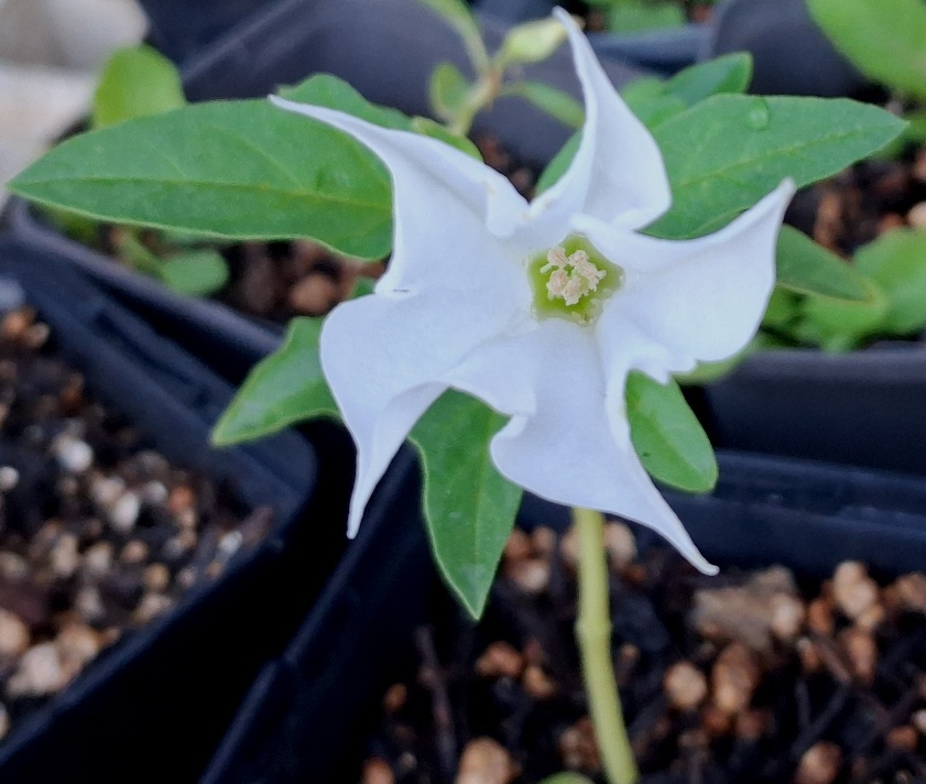 datura stramonium