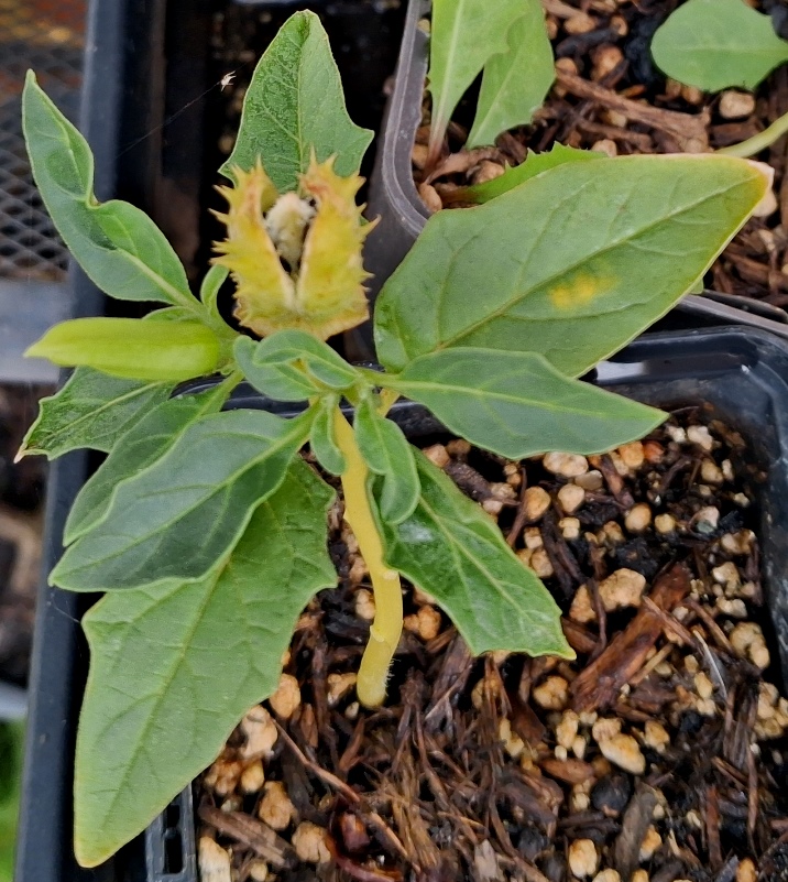 datura stramonium