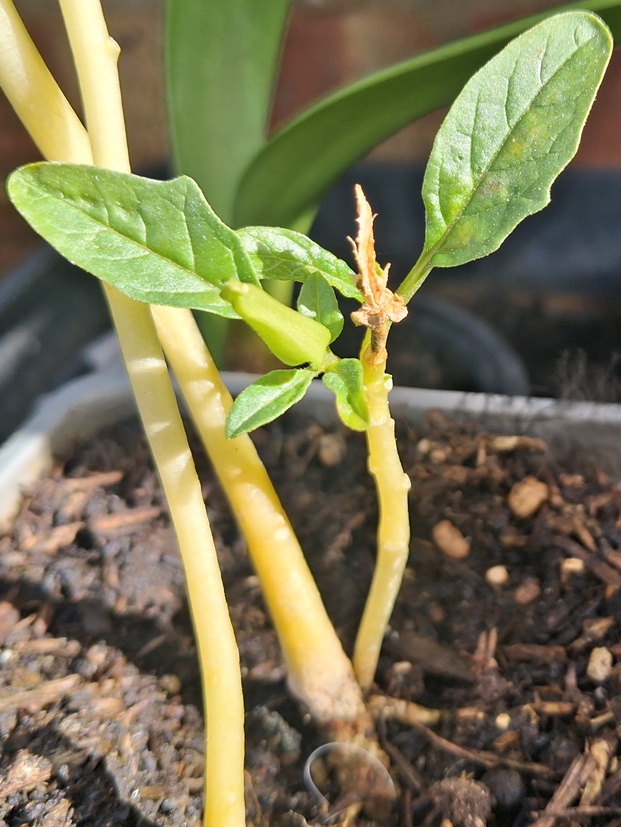 datura bud