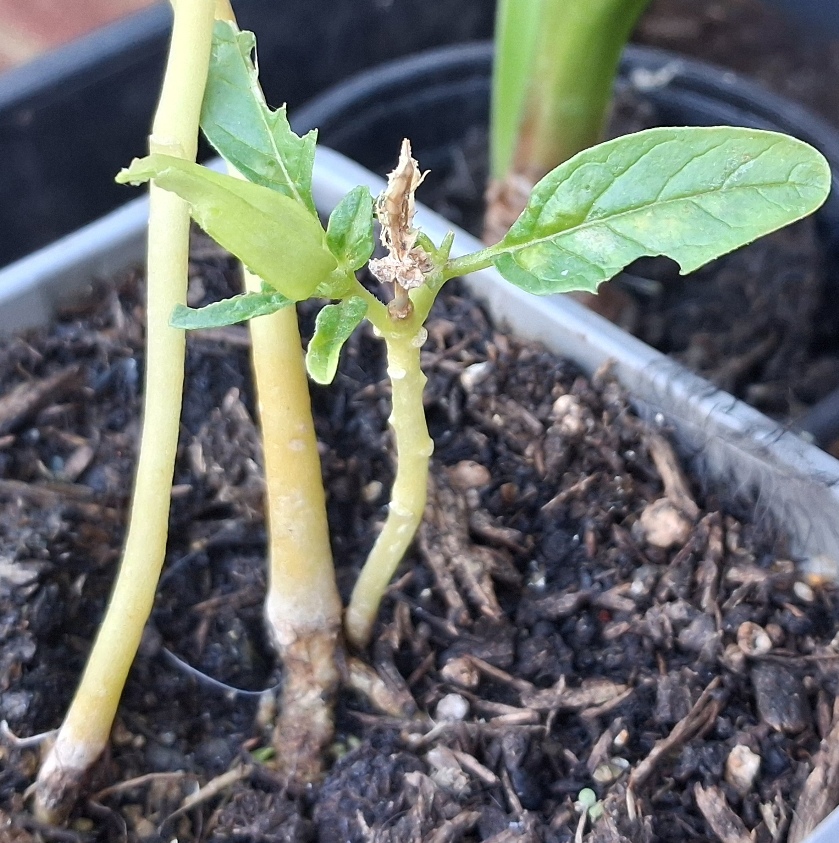datura