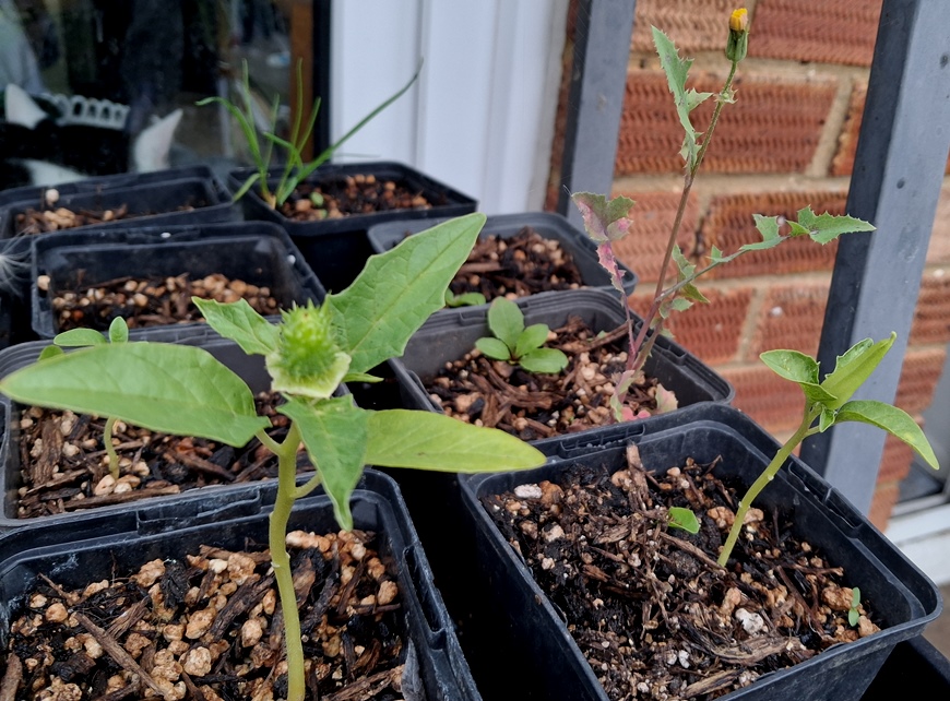 datura stramonium