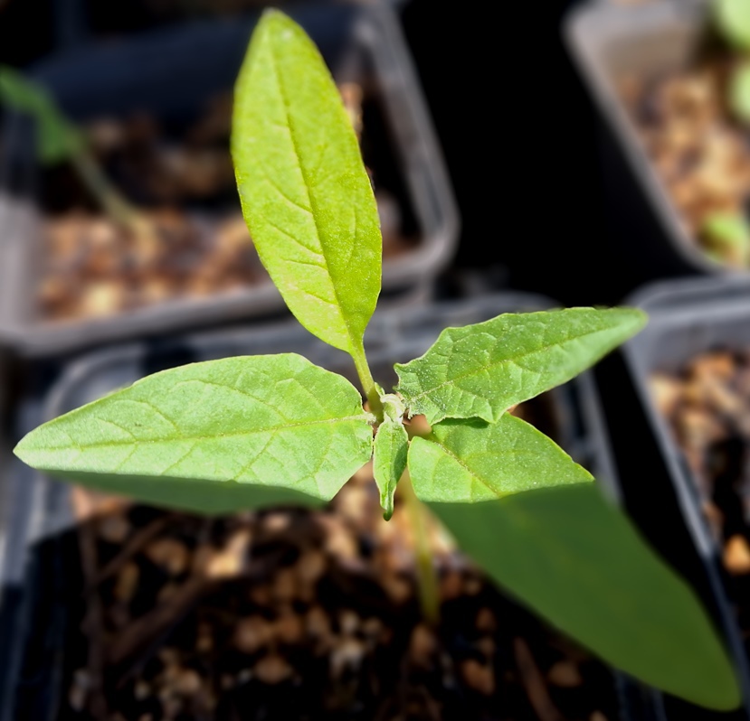 datura seedling