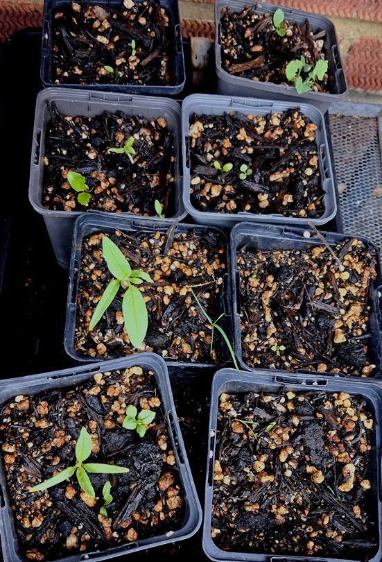 datura seedlings