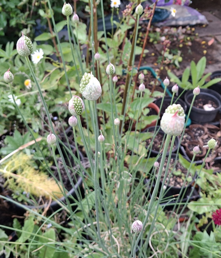 drumstick alliums