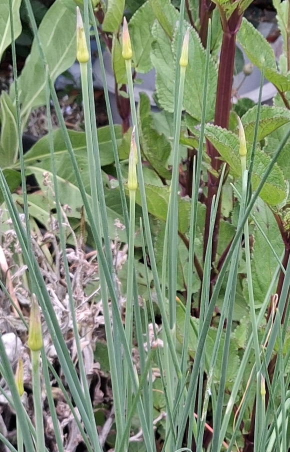 drumstick alliums