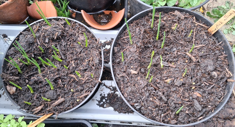 drumstick alliums shoots