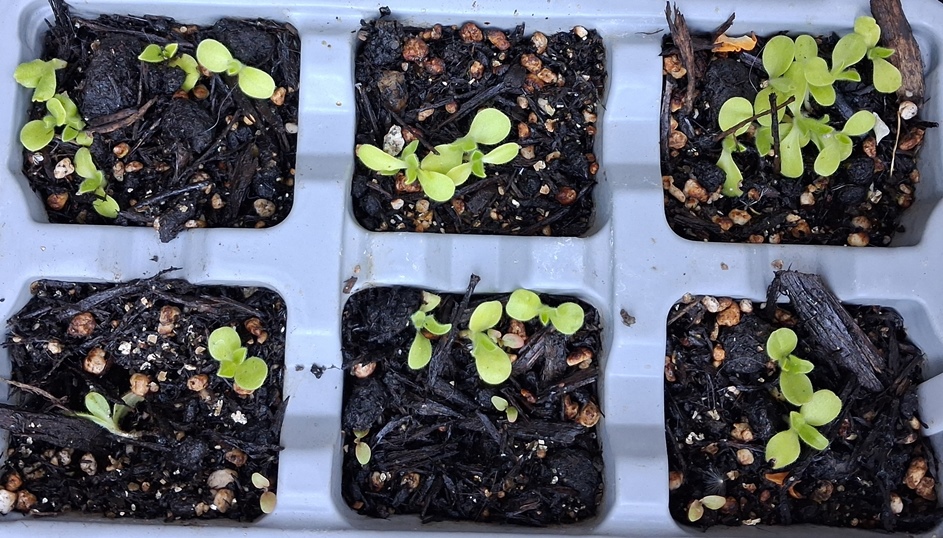 echium blue bedder seedlings