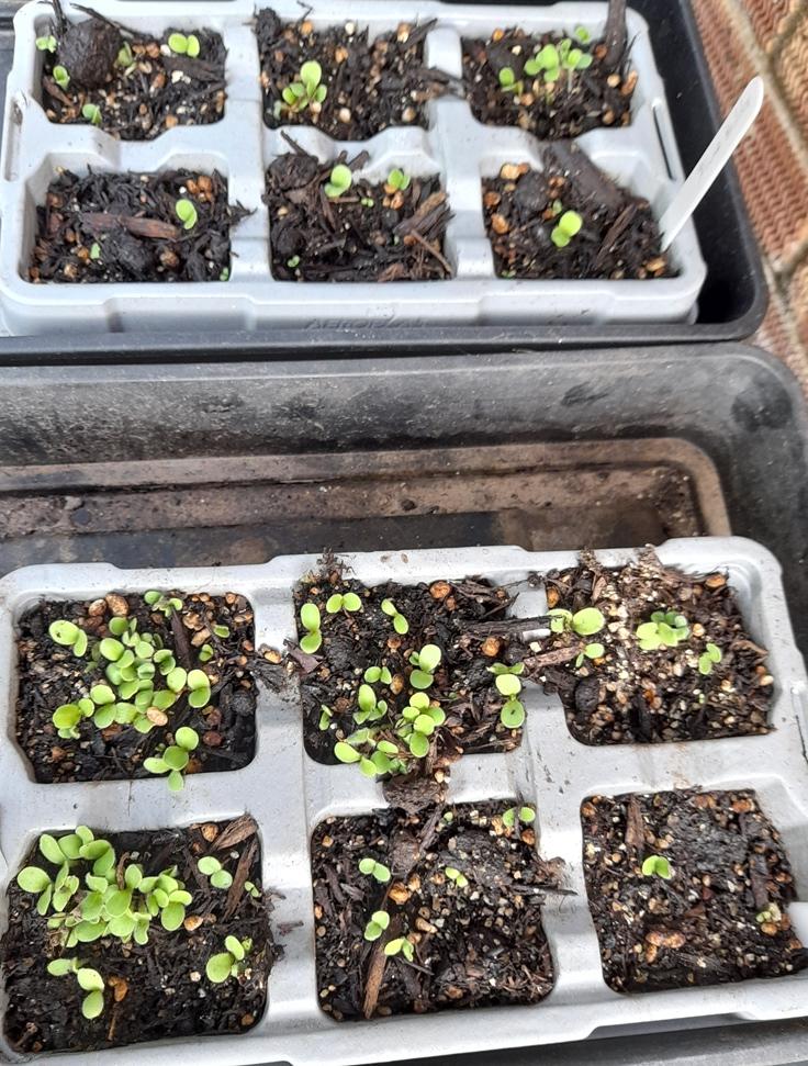 echium blue bedder seedlings