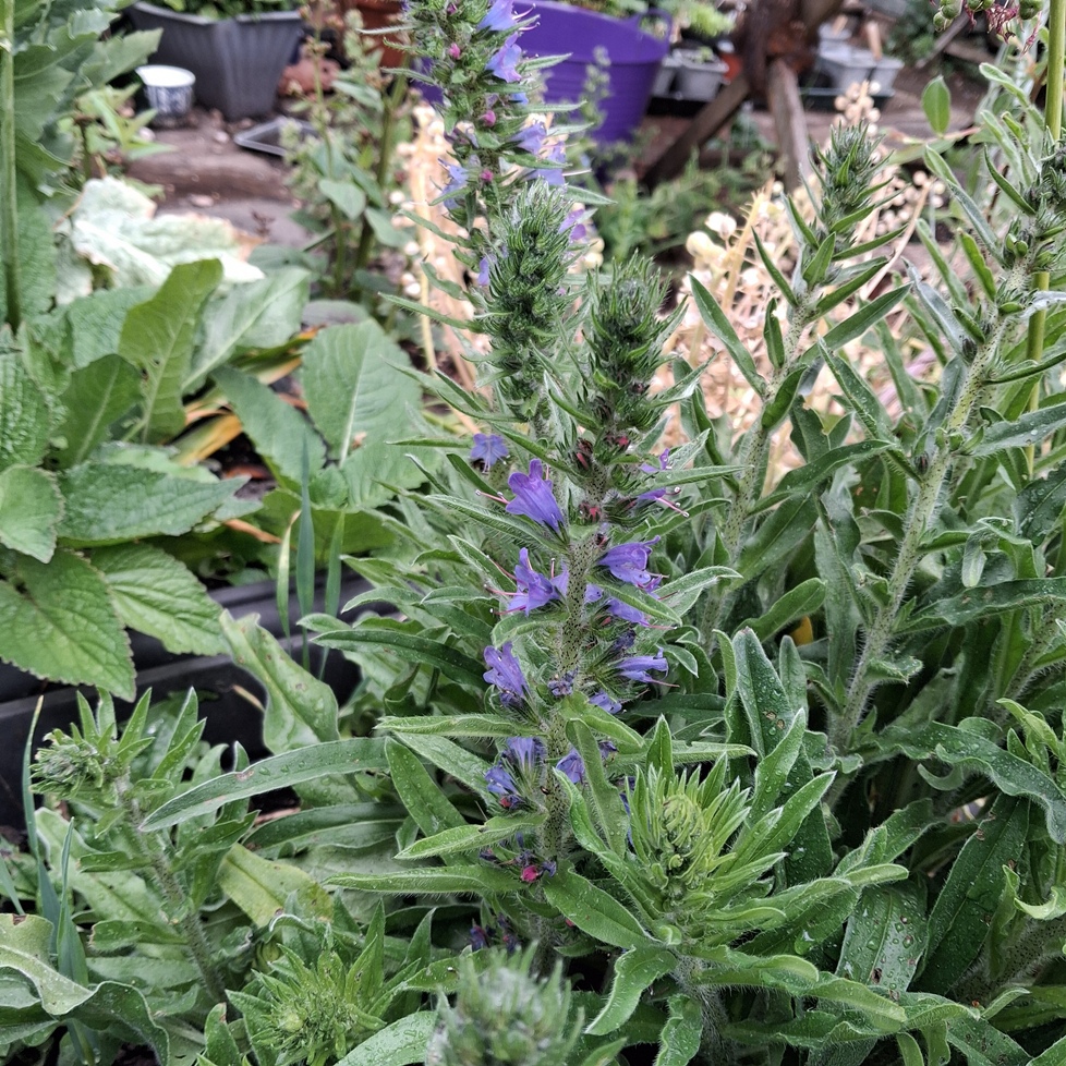 echium vulgare