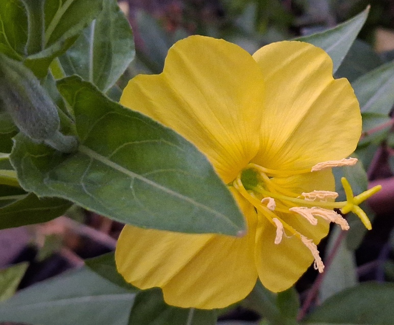 evening primrose