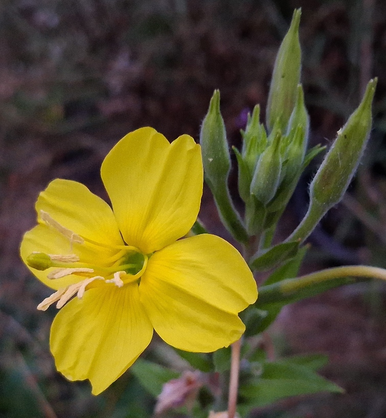 evening primrose