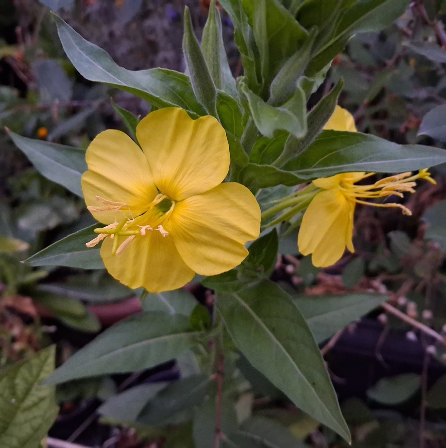 evening primrose