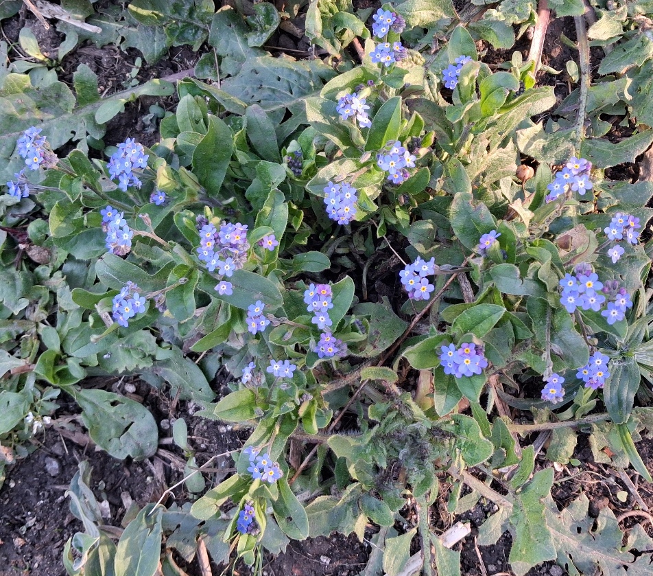 forget-me-not