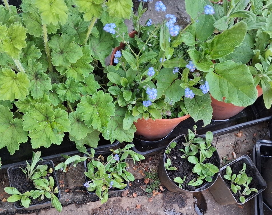 forget-me-nots repotted